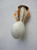 BEKER VAN VERLANGEN 7, 2018, marmer-koper-popnagels, H 36 cm   -IN PRIVÉ-COLLECTIE-